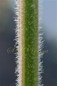  Stem